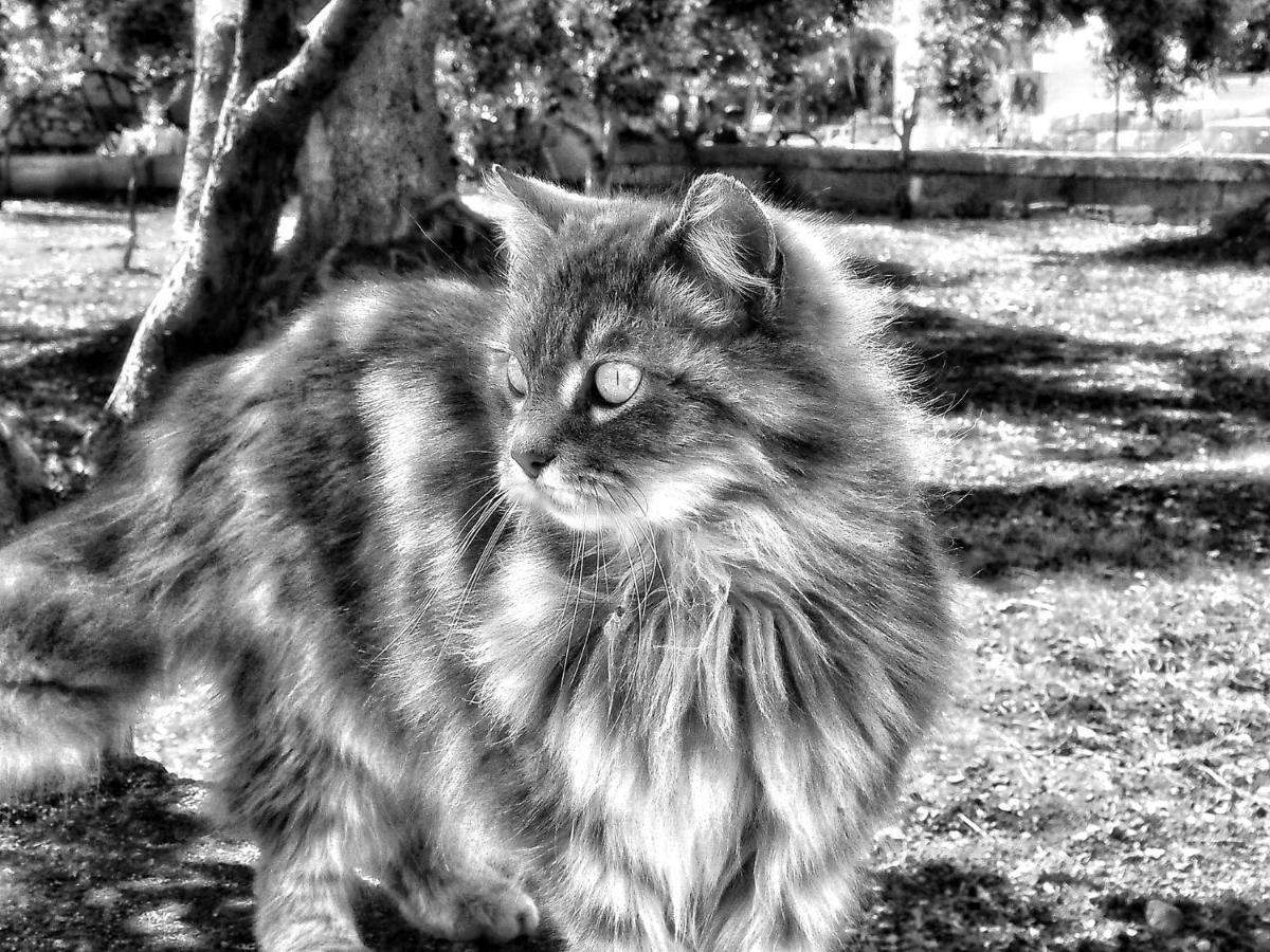 La Cummersa Del Gatto Locorotondo Ngoại thất bức ảnh